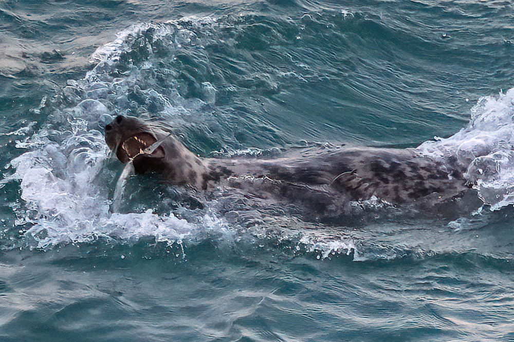 Grey seal eating garfish